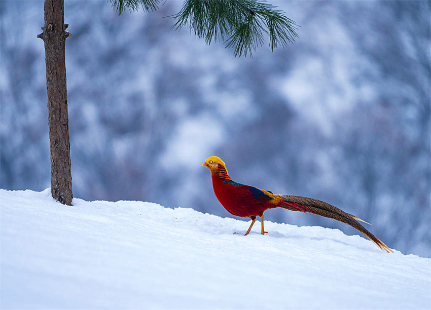 Galeria: fais?es dourados forrageando na neve
