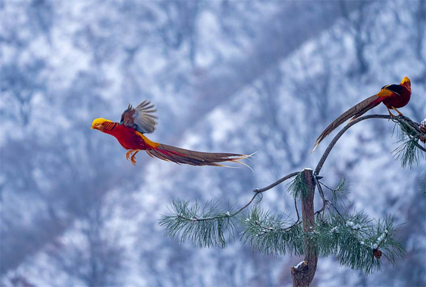 Galeria: fais?es dourados forrageando na neve