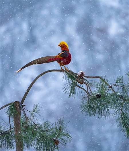 Galeria: fais?es dourados forrageando na neve