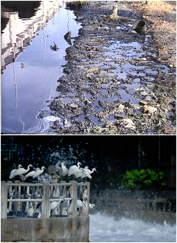 Lago Yundang: de lago poluído ao pulm?o verde da cidade