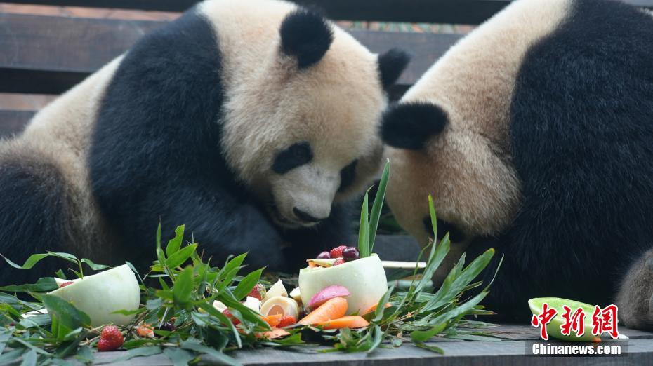 Tratadores preparam “yuanxiao” para pandas gigantes no Festival das Laternas, no sudoeste da China