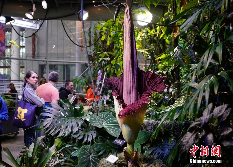 Galeria: Jarro-tit? floresce no Museu de Ciências da Califórnia