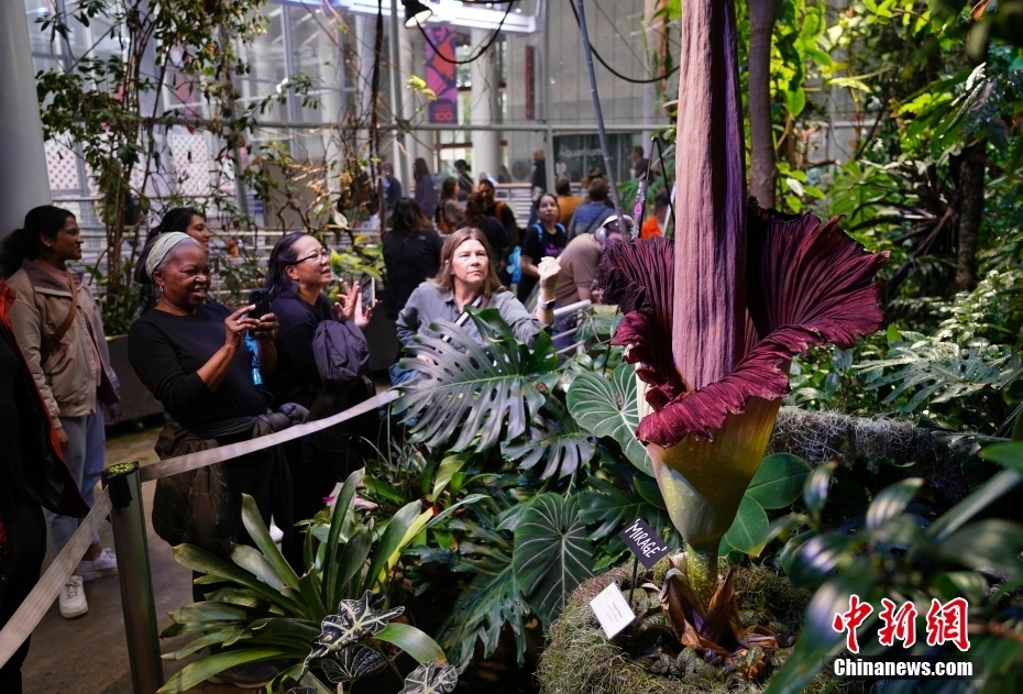 Galeria: Jarro-tit? floresce no Museu de Ciências da Califórnia