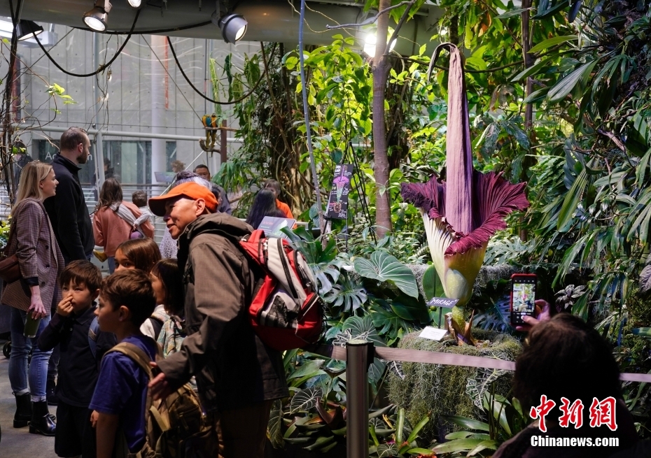 Galeria: Jarro-tit? floresce no Museu de Ciências da Califórnia