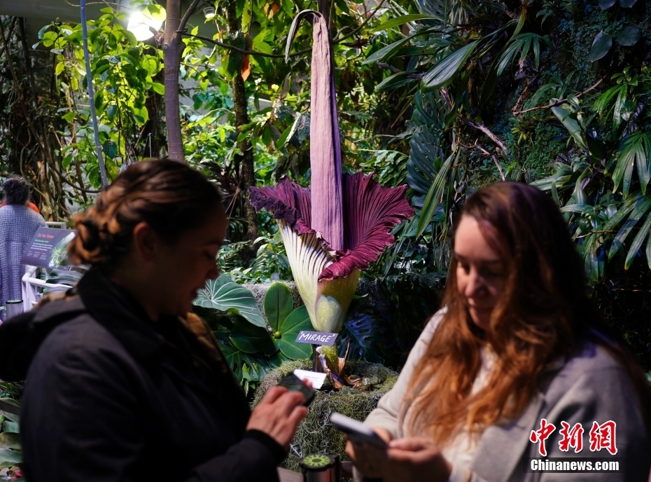 Galeria: Jarro-tit? floresce no Museu de Ciências da Califórnia
