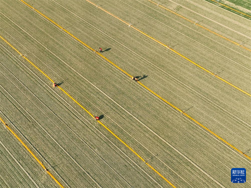 Agricultores trabalham arduamente durante o termo solar “Jing Zhe”