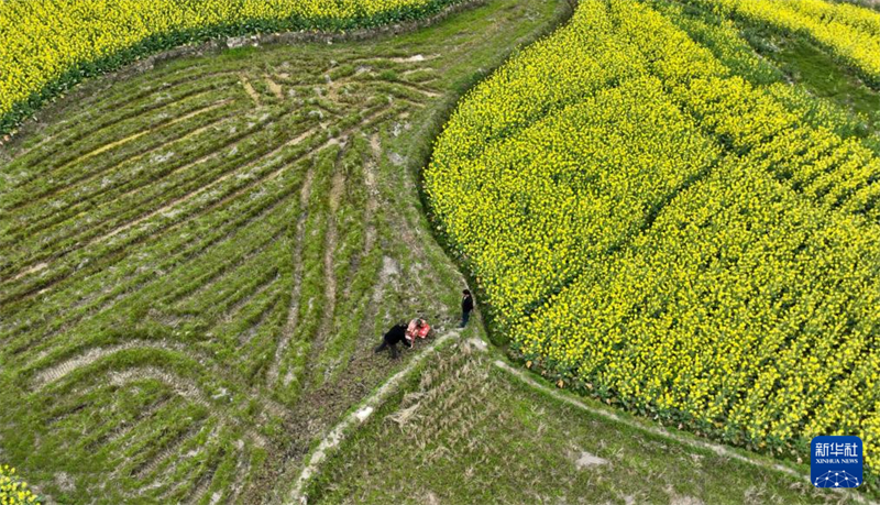 Agricultores trabalham arduamente durante o termo solar “Jing Zhe”