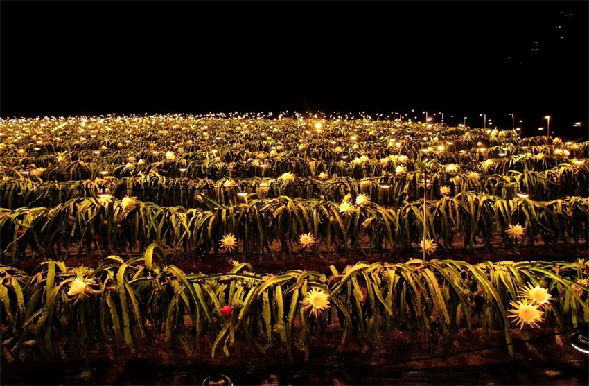 Galeria: florescimento exuberante de pitaia forma “mar de estrelas de luz” em Hainan