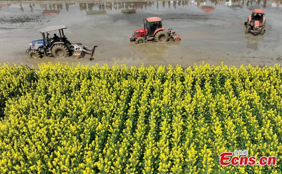 Temporada de lavra da primavera come?a no sudoeste da China