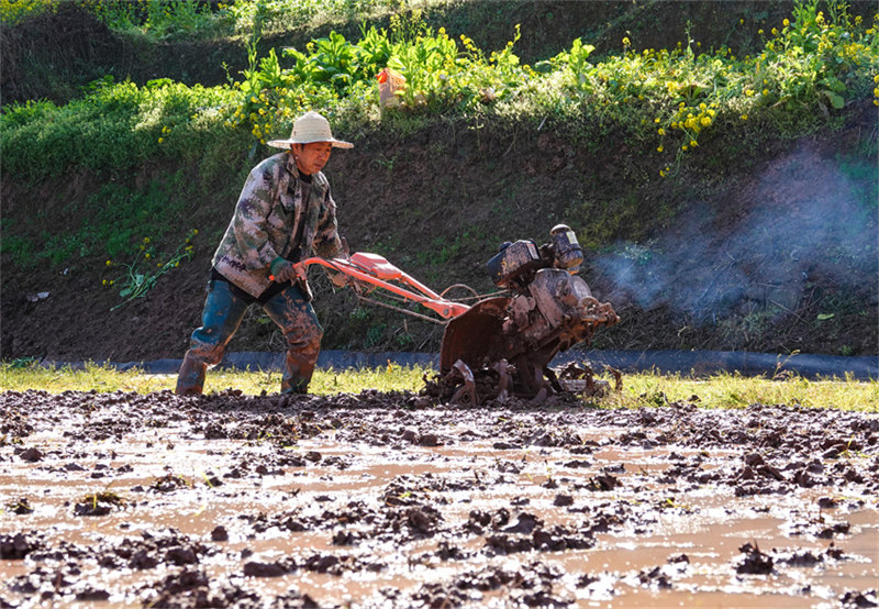 Agricultores de Gulin est?o ocupados com plantio da primavera, no sudoeste da China