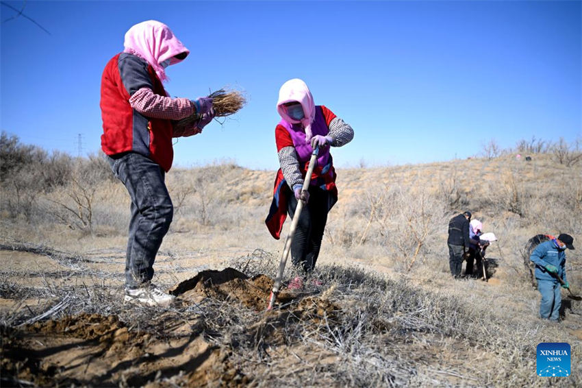 Pessoas lutam contra a desertifica??o em Ningxia, noroeste da China