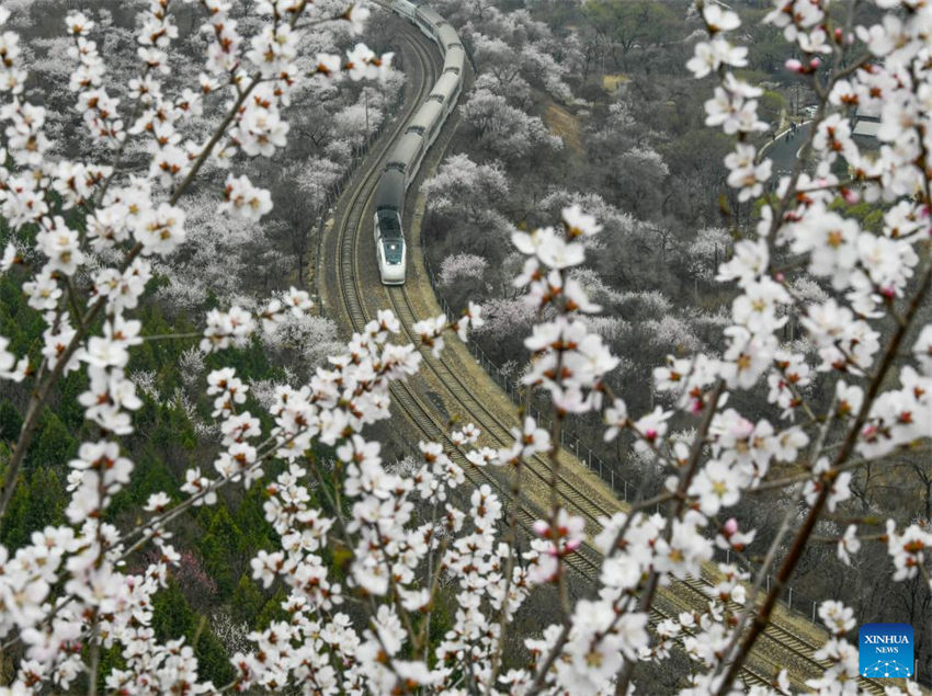 Galeria: trem corre em meio a flores perto da se??o Juyongguan da Grande Muralha