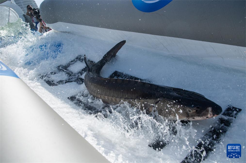 Mais de 200 mil esturj?es chineses s?o devolvidos ao rio Yangtze