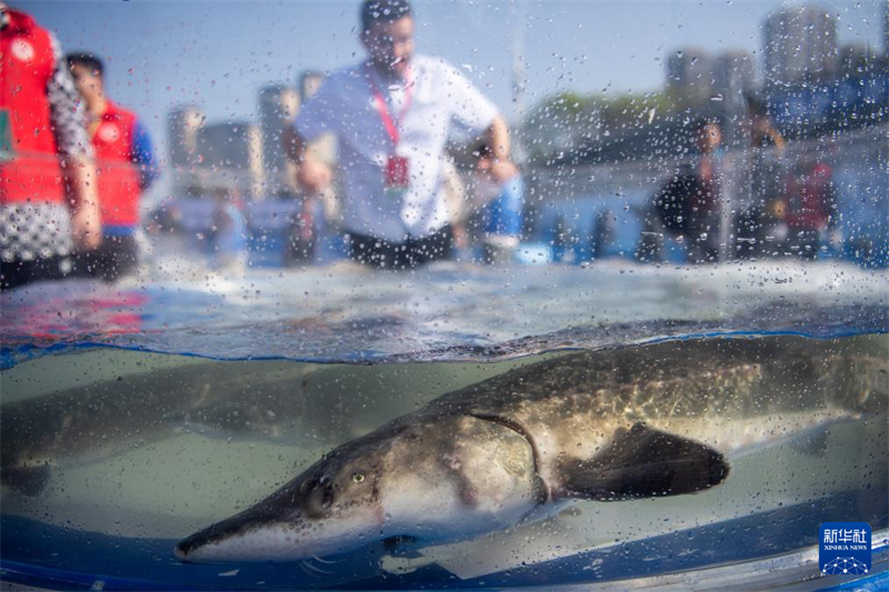 Mais de 200 mil esturj?es chineses s?o devolvidos ao rio Yangtze