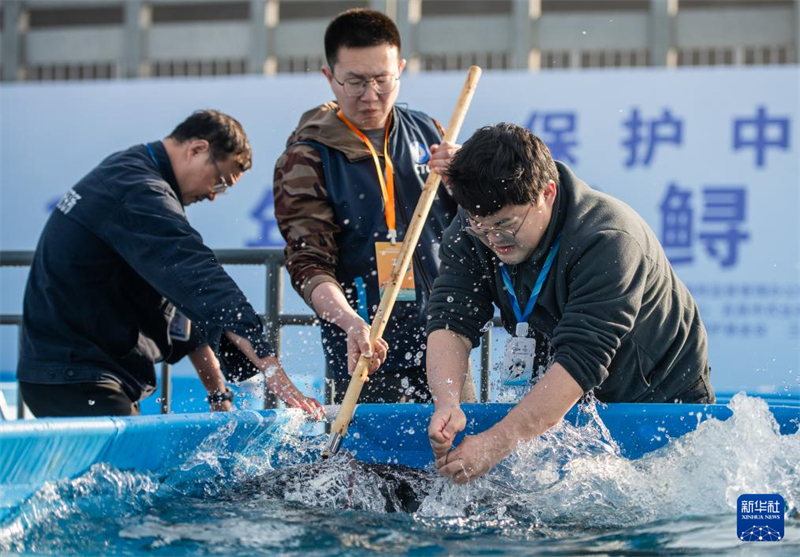 Mais de 200 mil esturj?es chineses s?o devolvidos ao rio Yangtze