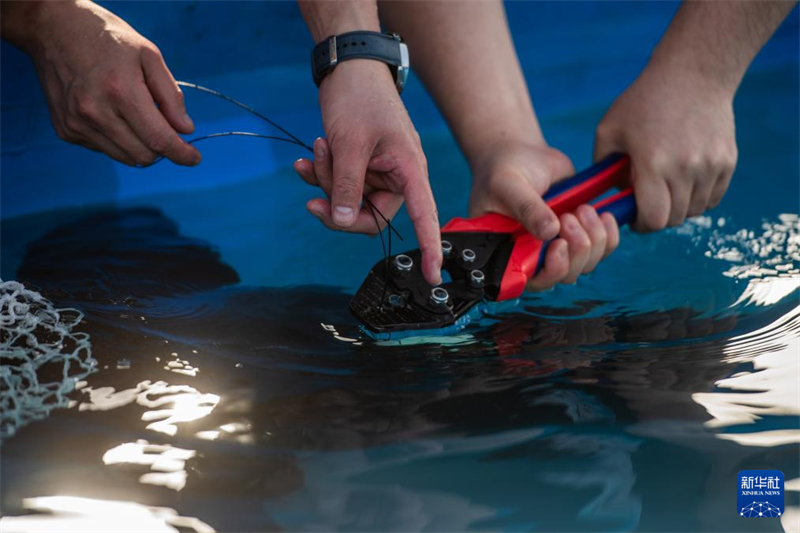 Mais de 200 mil esturj?es chineses s?o devolvidos ao rio Yangtze