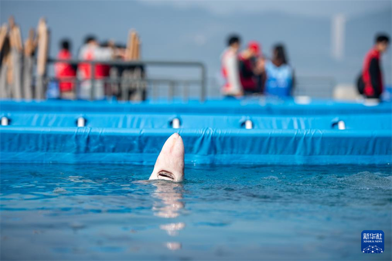 Mais de 200 mil esturj?es chineses s?o devolvidos ao rio Yangtze