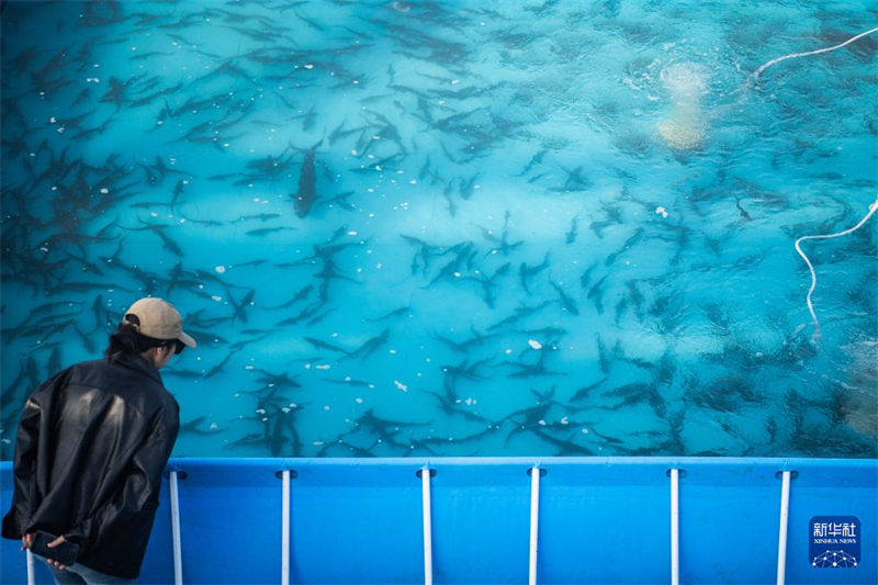 Mais de 200 mil esturj?es chineses s?o devolvidos ao rio Yangtze