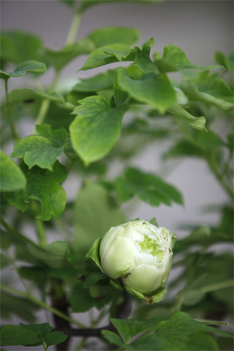 Luoyang entra na temporada de observa??o de pe?nias