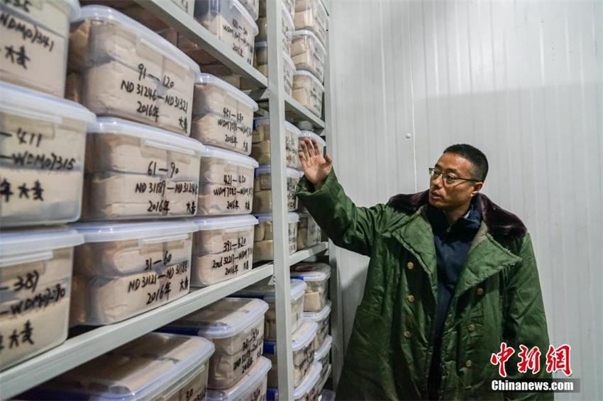 China abriga o único banco de dados duplicado do mundo de recursos de germoplasma de culturas