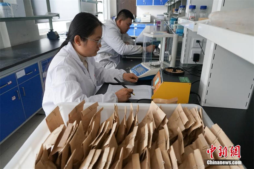 China abriga o único banco de dados duplicado do mundo de recursos de germoplasma de culturas
