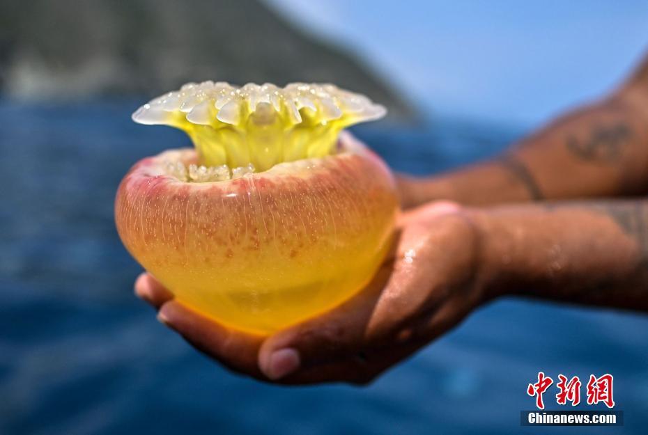 Quantidade de bola de canh?o na Venezuela aumentou drasticamente