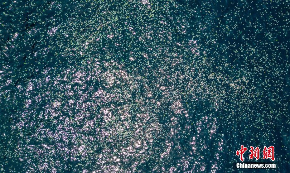 Quantidade de bola de canh?o na Venezuela aumentou drasticamente