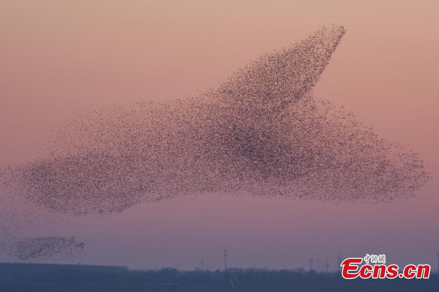 Galeria: bandos de Baikal Teal sobrevoam nordeste da China