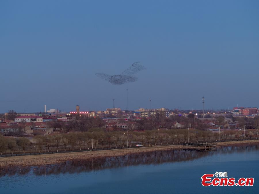 Galeria: bandos de Baikal Teal sobrevoam nordeste da China