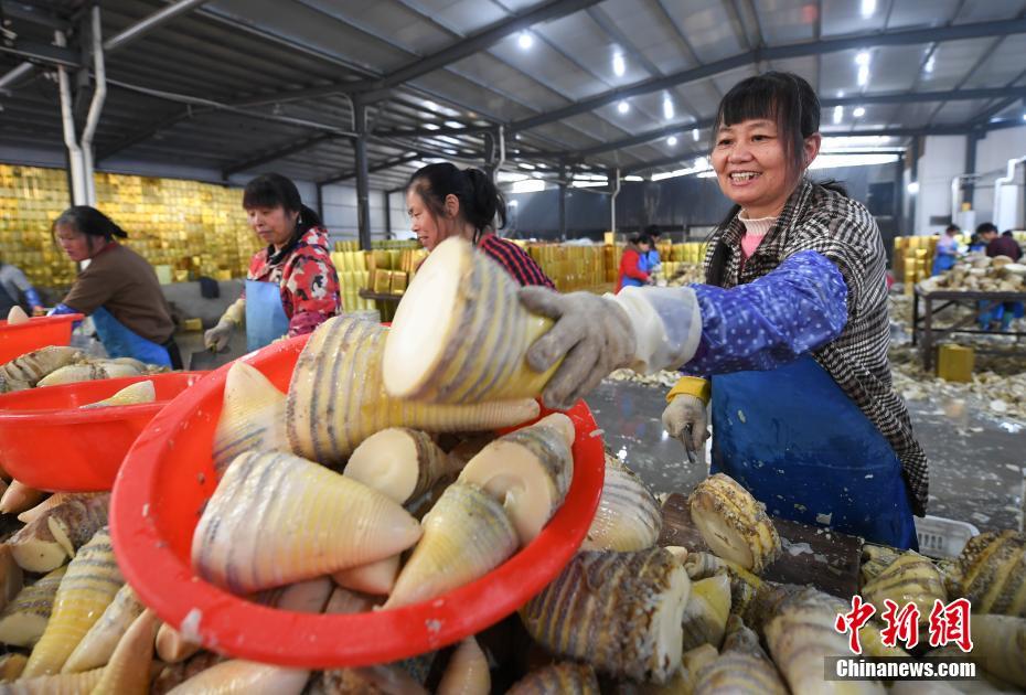 Brotos de bambu de Zhejiang exportados para exterior