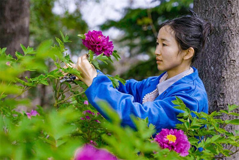 Diamante artificial de 3 quilates com extrato de pe?nias exposto em Luoyang