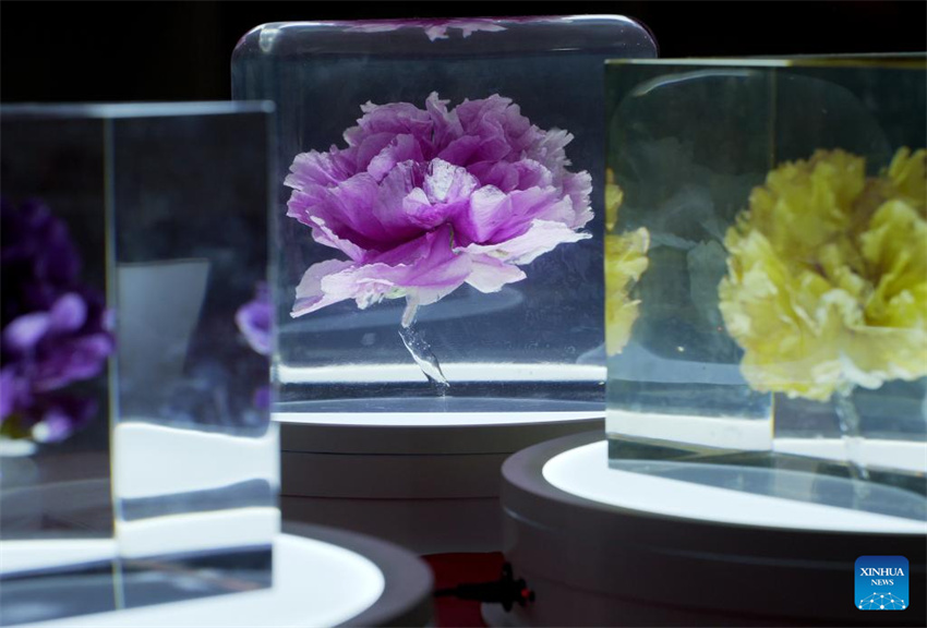 Luoyang explora cultura relacionada às flores de pe?nia