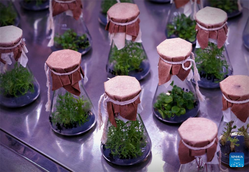 Luoyang explora cultura relacionada às flores de pe?nia