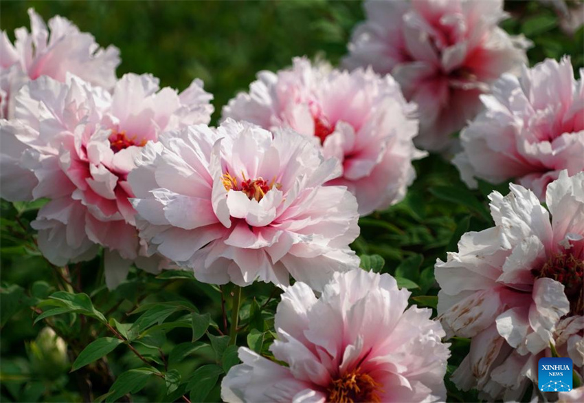 Luoyang explora cultura relacionada às flores de pe?nia