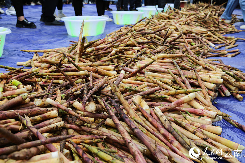 Competi??o de descascamento de brotos de bambu celebra a colheita em Yunnan