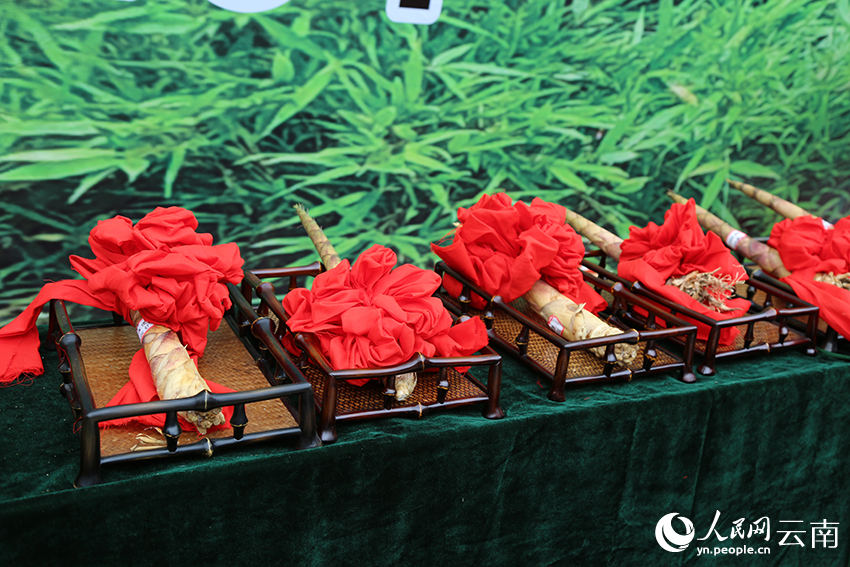 Competi??o de descascamento de brotos de bambu celebra a colheita em Yunnan