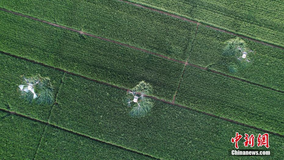 Hebei usa tecnologia de ponta para auxiliar nas opera??es agrícolas de campo