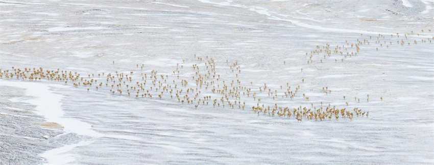 Antílopes tibetanas come?am migra??o anual para dar à luz em Xizang