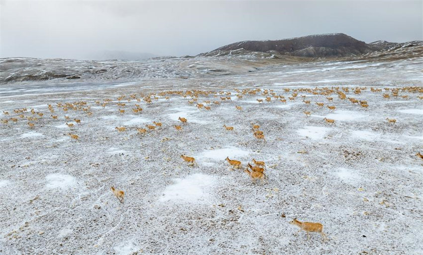 Antílopes tibetanas come?am migra??o anual para dar à luz em Xizang