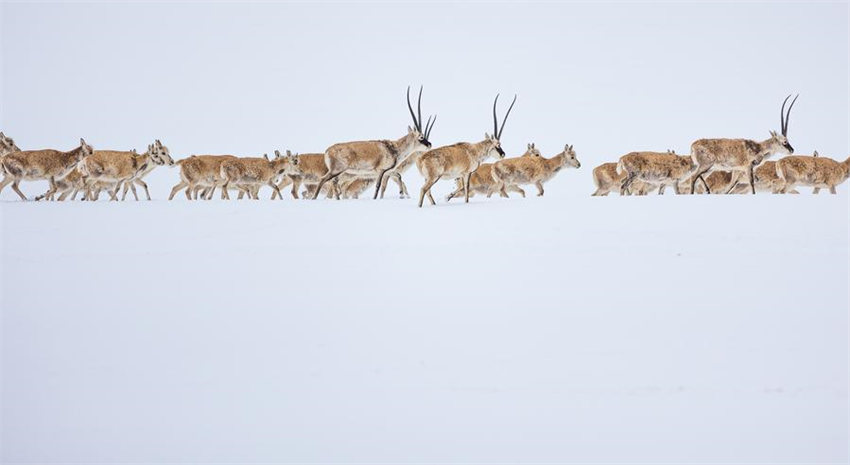 Antílopes tibetanas come?am migra??o anual para dar à luz em Xizang