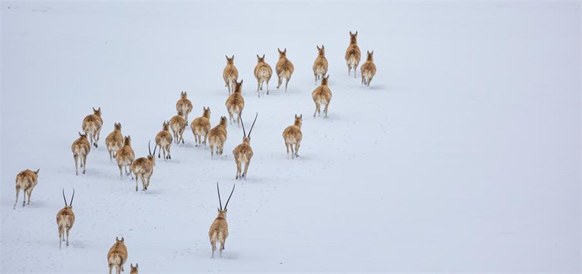 Antílopes tibetanas come?am migra??o anual para dar à luz em Xizang