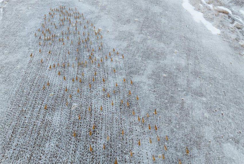 Antílopes tibetanas come?am migra??o anual para dar à luz em Xizang