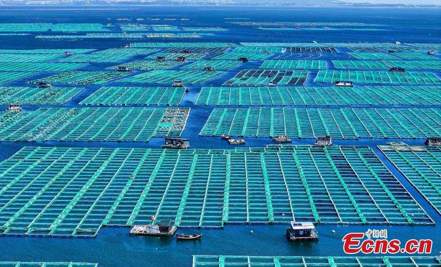 Complexo de pastagens ecológicas marinhas ganha impulso de desenvolvimento no leste da China