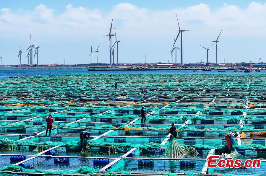 Complexo de pastagens ecológicas marinhas ganha impulso de desenvolvimento no leste da China