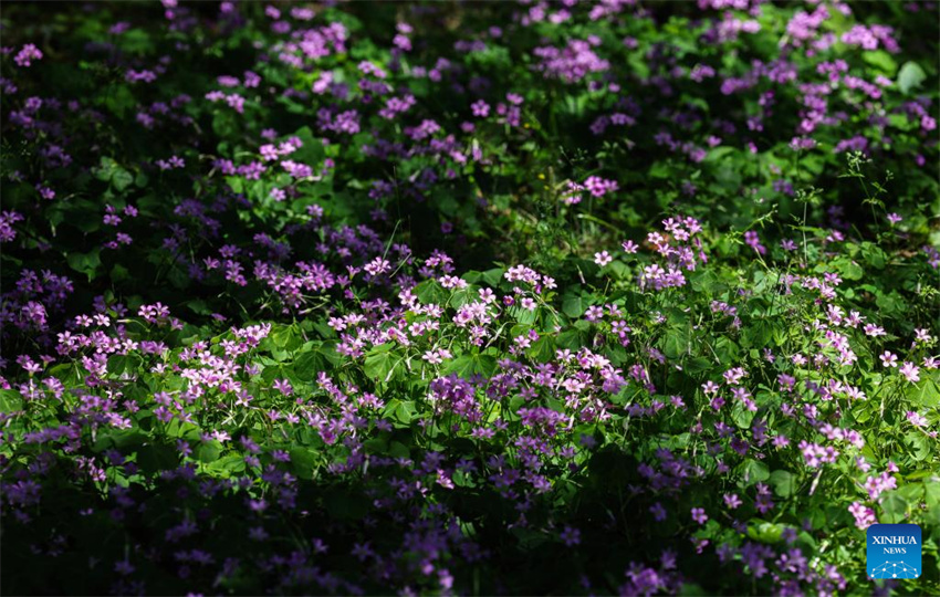 Parque nacional de zonas úmidas de Zhejiang realiza esfor?os para melhorar ambiente ecológico