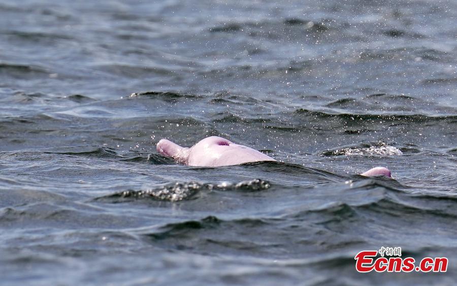Golfinhos brancos chineses s?o vistos na Baía de Leizhou