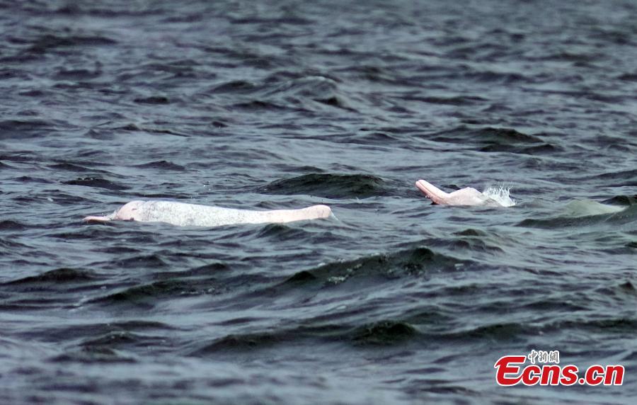 Golfinhos brancos chineses s?o vistos na Baía de Leizhou