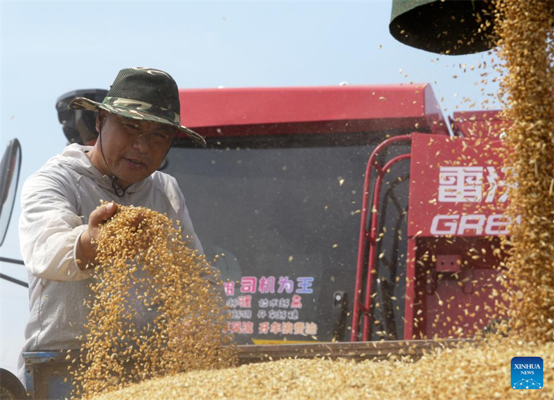 Henan prepara temporada da colheita de trigo