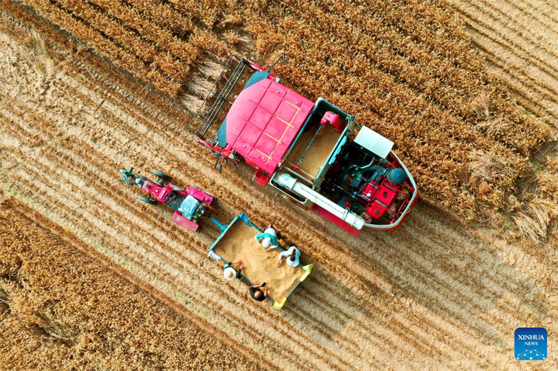 Henan prepara temporada da colheita de trigo