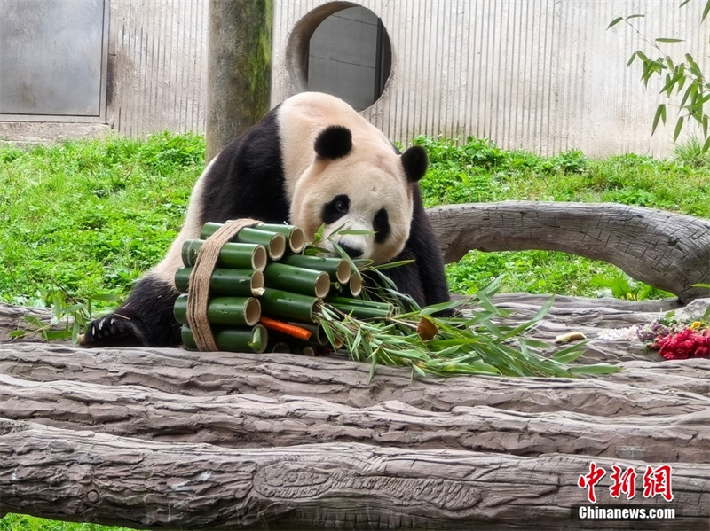 Panda gigante Fu Bao se encontra com o público em nova casa em Sichuan